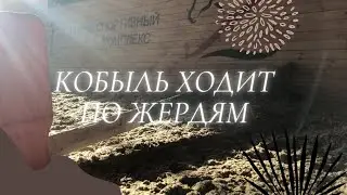 Кобыль учится ходить по жердям