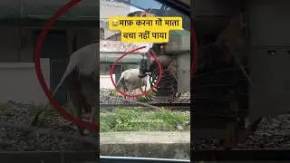 😭माफ़ करना गौ माता बचा नहीं पाया । Cow Hits By Train #shorts #youtubeshorts #railfatak #train