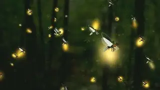 Unity Asset | Firefly Particles