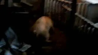 Кабан и смерть
