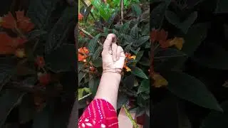 ഹൃദയത്തിന്റെ ആരോഗ്യത്തിനും ഹാർട്ട്‌ അറ്റാക്ക് തടയാനും