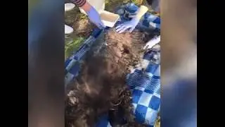 Зоозащитники спасли пса из многолетнего заточения в выгребной яме