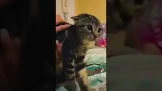 silly kittys