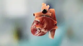Heart beating animation (Anatomy 3D heart animation in Virtual Reality)