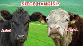 Angus mu Simental mi? Aynı Yem, Farklı Kâr | Gerçek Besi Hesabı