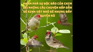 Khám Phá Sự Độc Đáo Của Chim Sẻ: Những Câu Chuyện Hấp Dẫn Về Sinh Vật Nhỏ Bé Nhưng Đầy Quyến Rũ