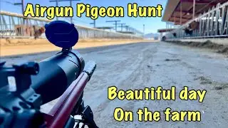 Airgun Hunt: A Beautiful Day For Pigeon Hunting