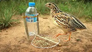 Simple Creative Wild Quail Traps 2022 Using Wood Branches & Bottle - Great Quail Traps