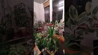 Как хранить цветы зимой на балконе . 