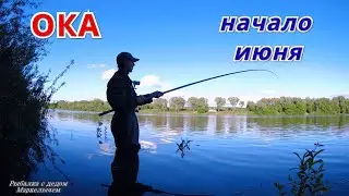 КЛЁВ НАЗЛО ЧЁРНОЙ КОШКЕ. Рыбалка на Оке на боковой кивок. Рассказ о ТРОФЕЙНОЙ ЩУКЕ.