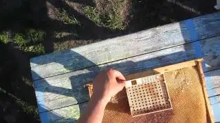 Подготовка Никота к работе. Пчеловодство 2014