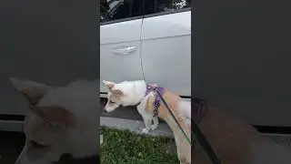 Девушки любят хорошие авто