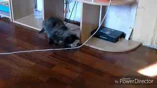 Как я кормлю своих животных ^ 3 ^