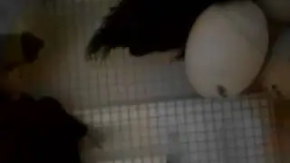 Live video