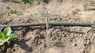 Обзор табака 10 июня