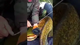 РЫБАЛКА 2021/РЫБАЛКА НА СОМА/ВТОРОЙ ТРАФЕЙНЫЙ СОМ