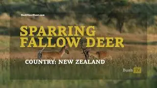 Bush TV - Fallow Deer