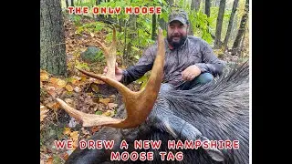 We drew a New Hampshire Moose Tag