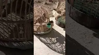 хониши кабк