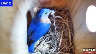 Watch bluebirds go from empty nest to FIRST EGG in less than 8 mins! - Nest box live cam 2025