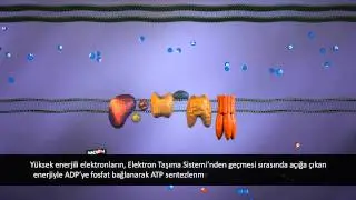 Elektron Taşıma Sistemi (ETS)