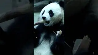 How Giant Pandas Evolved to Master Bamboo Eating ? | Science