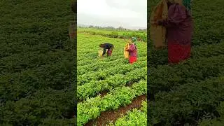 Farmer 🧑‍🌾 Farm Work 🌾#agriculture #farmer #farming #shot #satisfying