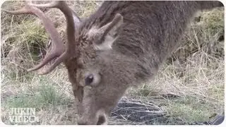 Deer Head-Butts Photographer and Breaks Camera
