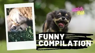 Funny Videos 101 [Dogs and Cats]