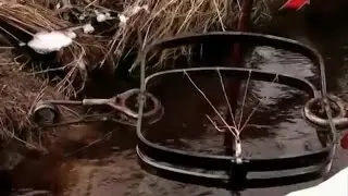 Охота без оружия. Капканный промысел.