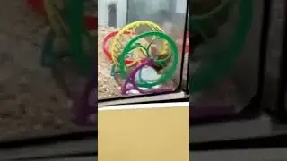 как проходит жизнь у хомеков.🐹😹🤣