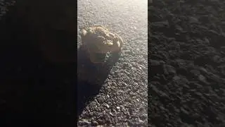 Unglaublich! Frosch mitten auf der Straße gefunden – Was steckt dahinter? @ilyasozocker #shorts