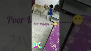 Awwwww, Poor Doggy