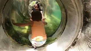 Zoo Visit with Romeo! 🦜🦙 Summer of 2024