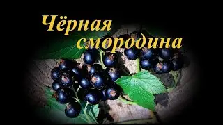 Черная смородина
