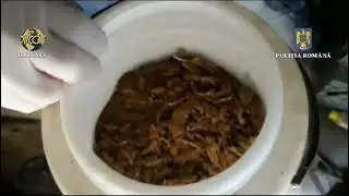 perchezitii droguri prahova 21 07 2023