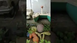Старые игрушки 