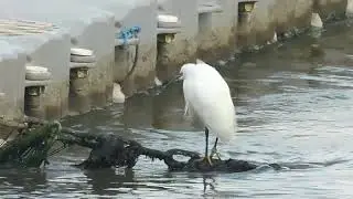 Egret Waits