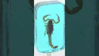 Леденцы с насекомыми. Самые отвратительные сладости в мире