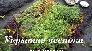 Укрываем чеснок на зиму.