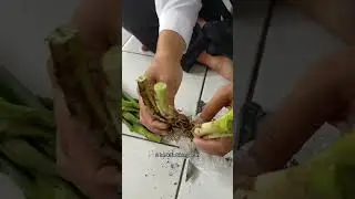 Tanam Daun Bawang Pasar
