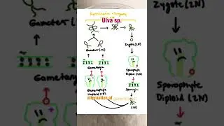 The Life Cycle of Green Algae