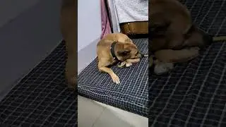 dog having a nightmare👻 #dogo #nightmare