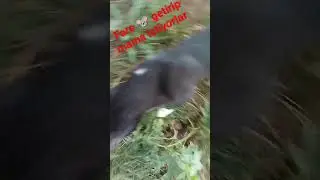 kedi maması bitince eve fare 🐭 getirip mama istiyorlar #sokakhayvanlarınıkoruyalım #sokakkedisi