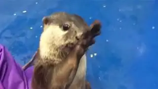Cute otter asks for head Rubs
