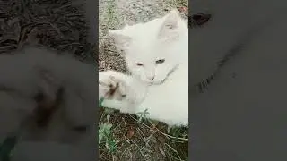 Котик играет😉🐈