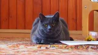 Посвящается коту Вустеру 2013 - 2020