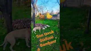 Son Tavuk Güdücü Bambam