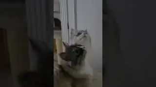 Disco Katzen 😂