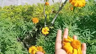 It's really a lovely day with floral nature 🥀🌹🌷🏵️❇️🌺🌼🥱